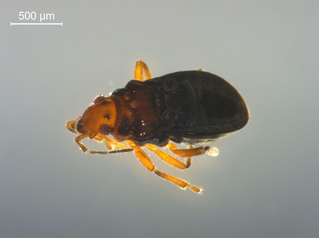 Hebrus ruficeps